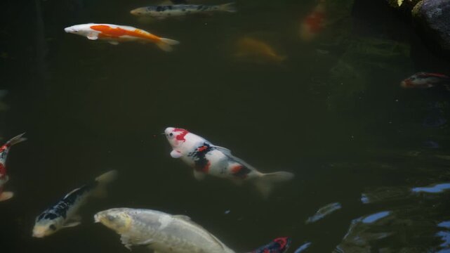 School of colorful koi fish swimming through a tranquil Japanese garden pond