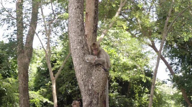 A wild macaque monkey sits in a tree, eating scavenged food out of a discarded clear plastic bag, highlighting the human presence on local wildlife