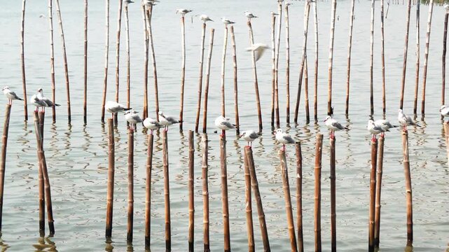 Tilt up establishing reveal shot of a large flock of migratory seagulls resting on bamboo poles planted in the shallow coastal waters of Bang Pu Recreation Center, Thailand