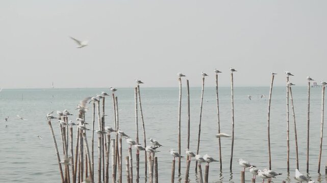 Active and chaotic scene as a flock of seagulls swoops and flies over the hazy coastal waters of Bang Pu, competing for resting spots on staggered bamboo poles