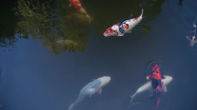 White and red koi fish swimming through calm reflective pond water in a Japanese garden