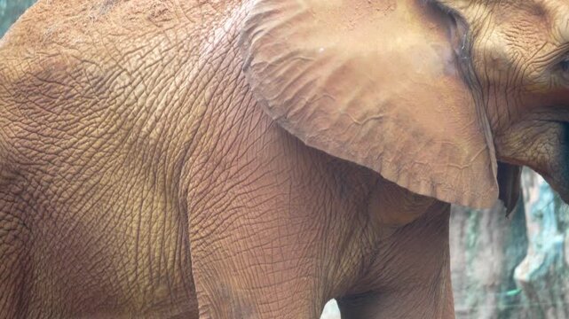 Amazing of asian elephants