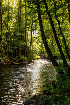 Sonnenlicht und Glitzern auf einem Fluss im dichten Wald in Schweden