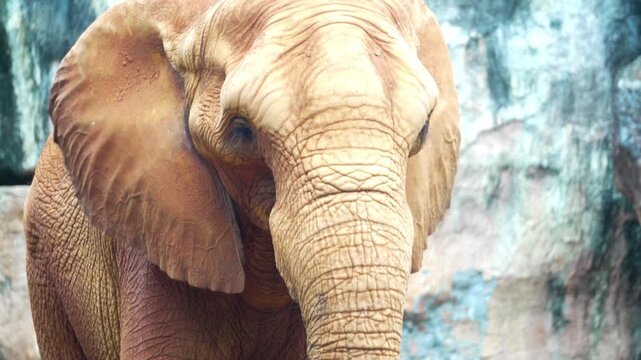 Amazing of asian elephants