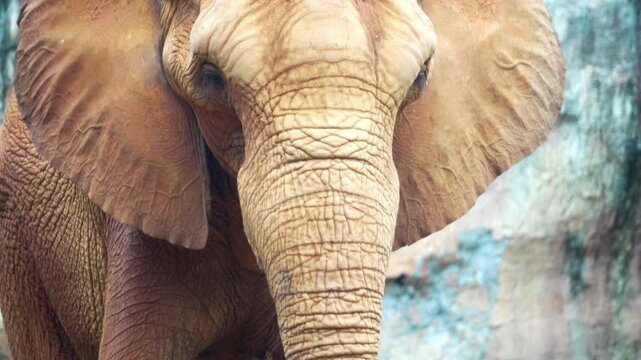 Amazing of asian elephants