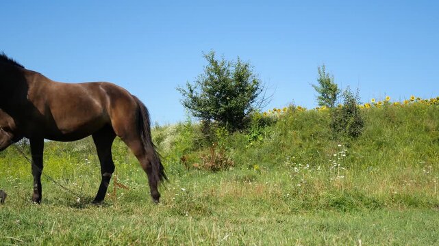 A young ,beautiful mare ,tied to a pasture by a bridle with a chain ,turns and shifts her body to the left against a backdrop of a green hill ,open sky ,and sunflowers.