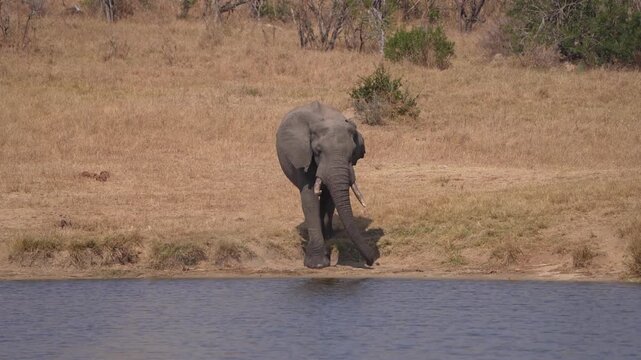 An African elephant bull arriving at the edge of a waterhole in Kruger National Park, South Africa.