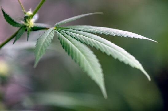 Feuille de chanvre - Cannabis sativa