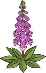 Purple foxglove flower with green leaves and bell shaped petals in vertical arrangement © jenjira
