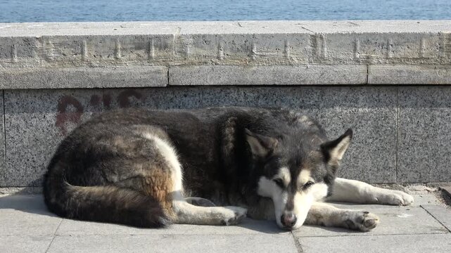Istanbul, Turkey - 1st of March 2024: Husky mix stray dog squinting in the sun on Heybeliada
