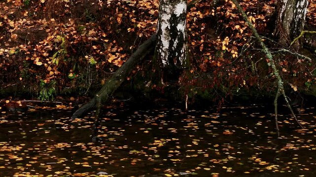 Autumn forest landscape with birch tree trunks reflecting on dark water surface covered with fallen orange leaves during daylight