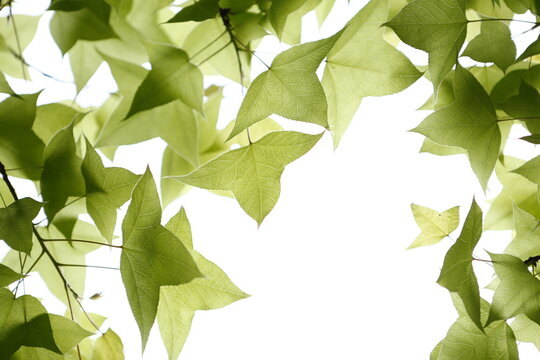 Vibrant green maple leaves grow under bright natural light.