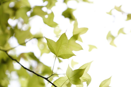 Vibrant green maple leaves grow under bright natural light.