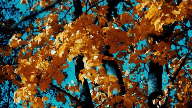 Autumn background-yellow maple leaves in the city Park
