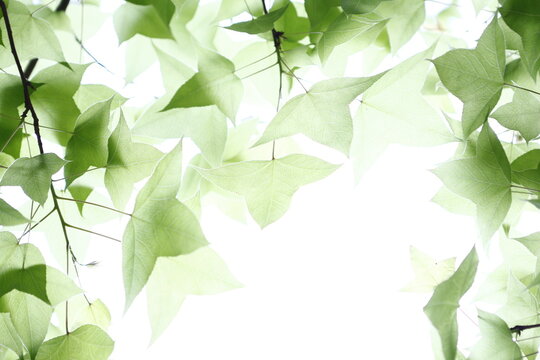 Translucent green maple leaves flourish under bright natural light.