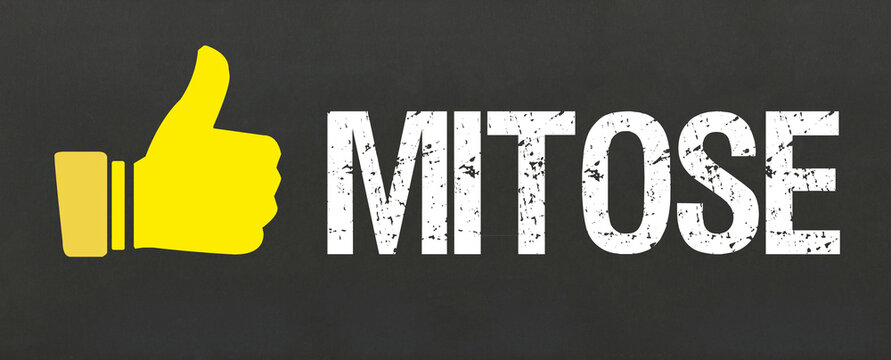 Mitose