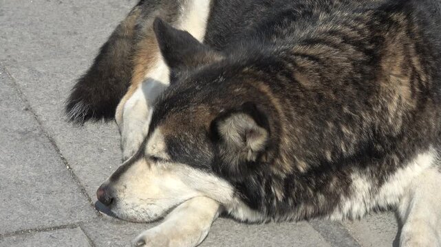 Istanbul, Turkey - 1st of March 2024: Husky mix stray dog squinting in the sun on Heybeliada
