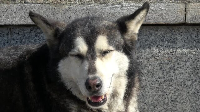 Istanbul, Turkey - 1st of March 2024: Portrait of a husky-like stray dog squinting happily in the sun
