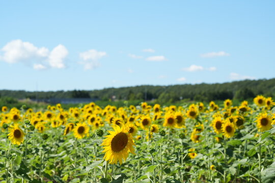 Blooming Sunflowers in Mikasa with Clear Blue Skies