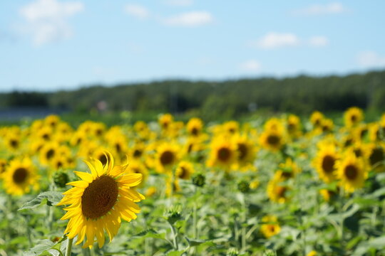 Blooming Sunflowers in Mikasa with Clear Blue Skies