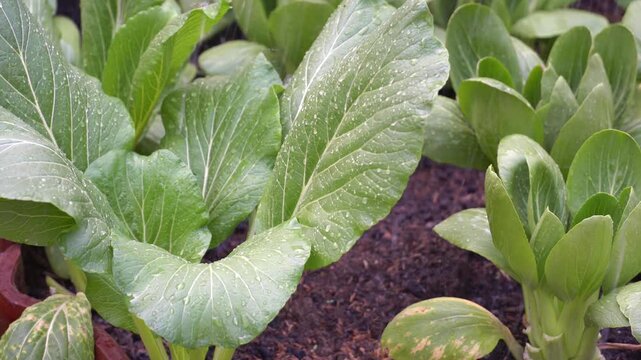 Water spraying on fresh green mustard and bok choy vegetables in organic home garden