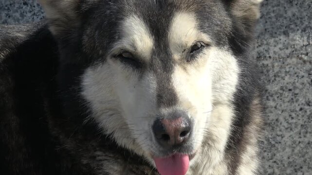 Istanbul, Turkey - 1st of March 2024: Zoom in face of Husky mix stray dog squinting in the sun
