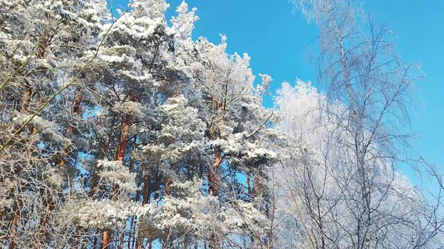 Snow covered pine trees winter forest landscape under clear blue sky, frosty branches of birch trees glitter in bright sunlight. Peaceful natural scene of cold season, majestic view.