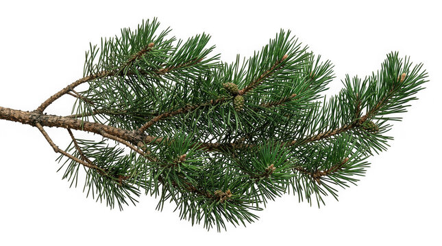 Green pine branch with small cones isolated on transparent background