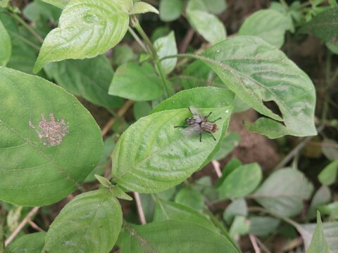 Fly Resting on Green Plant Leaves with Small Flower Clusters in Natural Outdoor Setting