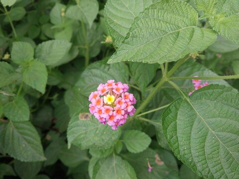 Colorful Lantana Flowers Blooming on Green Leaves Botanical Photography