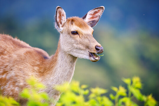 Close-up Portrait of a Deer Feeding in Nature