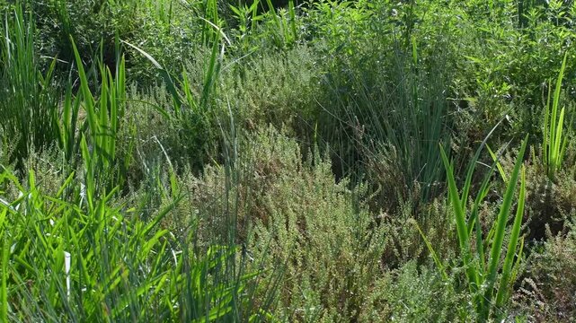 Yellow flag iris and and several shoreline plants planted at the water's edge to restore the banks of a pond. Iris pseudacorus, Juncus inflexus, Phragmites australis, r&eacute;gion Centre, France, Europe