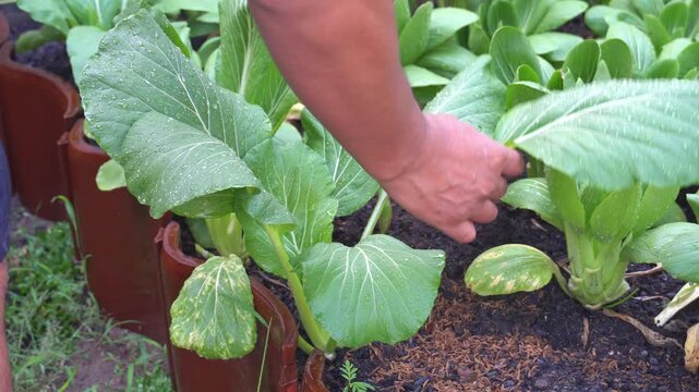 Farmer hands cutting fresh green mustard vegetable leaves with scissors in garden