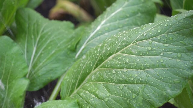 Water splashing on fresh green mustard vegetable leaves while watering garden