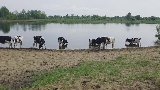 Herd of cows black and white fur standing at river edge drinking water on sandy bank under cloudy sky during daytime outdoors pastoral landscape
