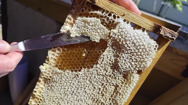 Human hand uses uncapping knife to remove wax capping from natural honeycomb frame, revealing golden liquid honey within cells, preparation for honey extraction process