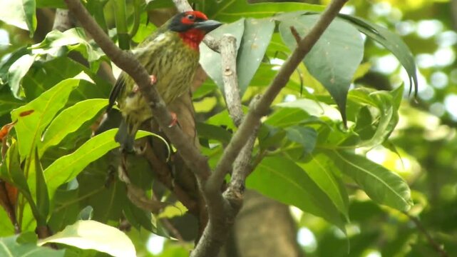 A beautiful wild bird, the coppersmith barbet, perching on a tree branch. Suitable for content regarding biodiversity, child education, wildlife