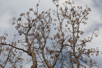 Obraz premium Leafless Chinaberry Tree with Fruit Clusters Under Cloudy Sky