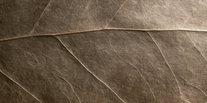 Macro close-up of textured dark brown dried botanical leaf with natural vein pattern background