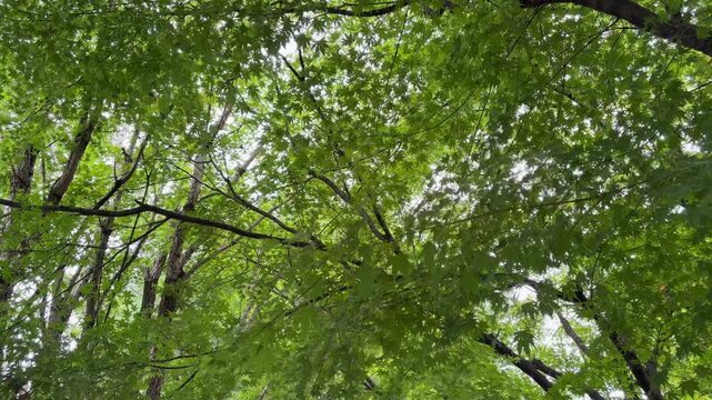 Lush green maple tree canopy overhead in fresh summer forest