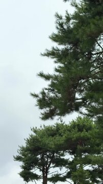 Vertical shot of green pine tree branches moving in wind against overcast sky
