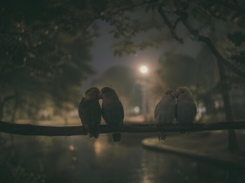  four birds where every two birds are always together in their relationship
