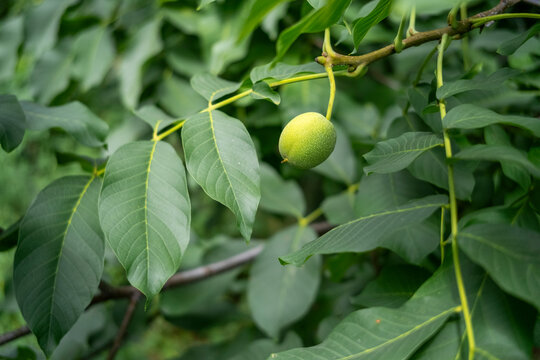 Close up of unripe green walnuts growing on a tree branch with lush green leaves. Organic farming, healthy raw food, and natural agricultural background. Shallow depth of field in summer garden.