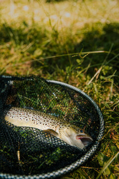 A speckled brown trout lies inside a fishing net on the green grass