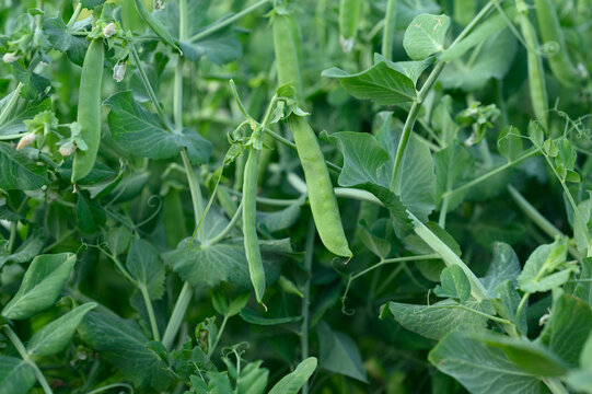 Fresh green pea pods grow on plants in a summer garden