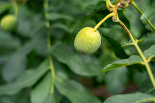 Close up of unripe green walnuts growing on a tree branch with lush green leaves. Organic farming, healthy raw food, and natural agricultural background. Shallow depth of field in summer garden.