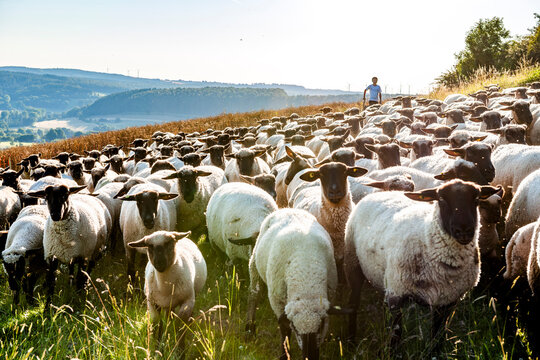 A large flock of sheep grazes on a sunny green field in Germany