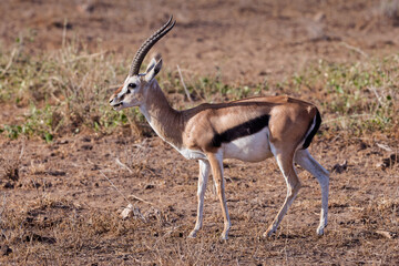 Thomson's gazelle © Marc