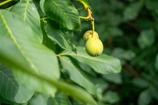 Close up of unripe green walnuts growing on a tree branch with lush green leaves. Organic farming, healthy raw food, and natural agricultural background. Shallow depth of field in summer garden.