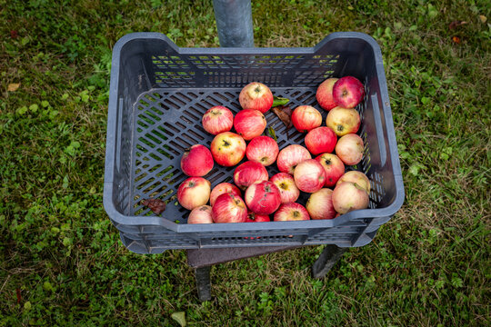 Free Garden Apples Displayed in a Crate for Community Sharing